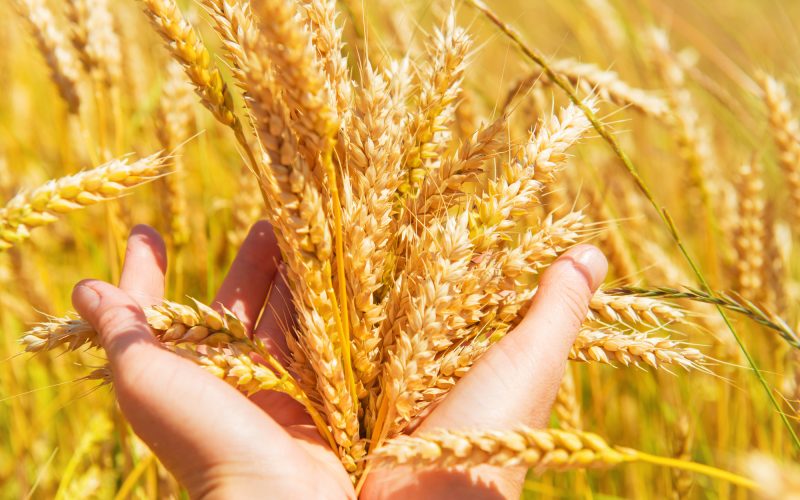 Wheat in the hands. Harvest time, agricultural background