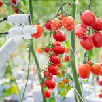 Image processing technology was apply with The robot to used to harvesting tomatoes in agriculture industry